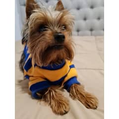 IDS - Sweater Mateo Para Mascota Perro Gato L