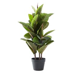 URBAN PRODUCTS - FICCUS 80 CMS