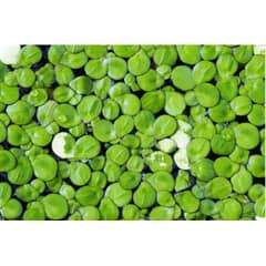 GROW SWEET - Plantas Vivas Flotantes Acuarios Estanques Lentejas Agua