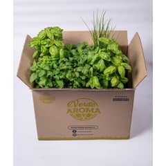 VERDE AROMA - 12 Plantas hierbas aromáticas orgánico albahaca menta mix1