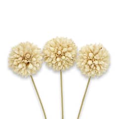 ANTICO HOME - Ramo Flores Craspedia Blanco Natural