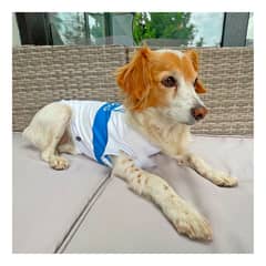 DOMESTICO - Camiseta perro Universidad Católica - Talla S