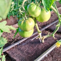 GENERICO - AGROPELO MULCH DE AHORRO HIDRICO PARA HORTALIZAS Y REFORESTACIÓN 30CM