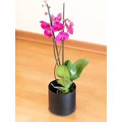 PLANT ME - Ursula Fucsia Orquidea grande