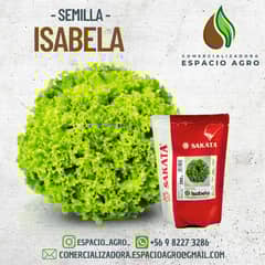SAKATA - Semilla Lechuga Isabela Peletizada Hidroponía 7500 U