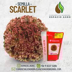 SAKATA - Semilla Lechuga Scarlet Peletizada Hidroponía 299g 7500 U