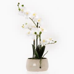 MICA - Orquídea Blanca Redonda 56Cm