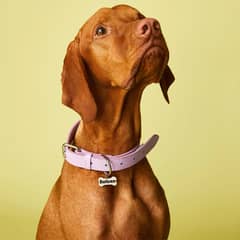KULCAN - Collar Perro Grande 40 A 50 Cm Talla L