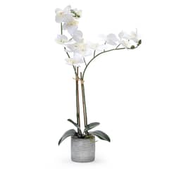 MICA - ORQUIDEA BCA 52CM