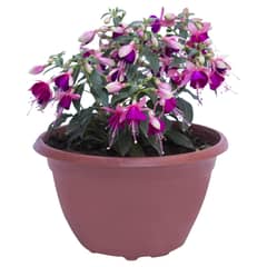 LAS BANDURRIAS - Fuchsia campana igl 0,40 m