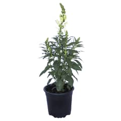 LAS BANDURRIAS - Antirrhinum Lavel 40 cm Natural CT15