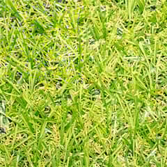WINTER - Pasto Sintético Prado G15 15 mm 2x4 metros