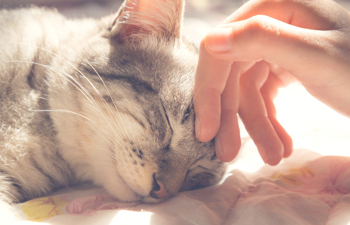 Tenencia responsable de Gatos